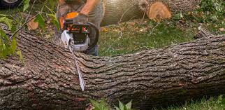 Best Tree Preservation Services  in Hillside Lake, NY