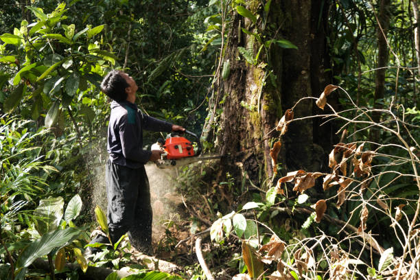 Best Hazardous Tree Removal  in Hillside Lake, NY
