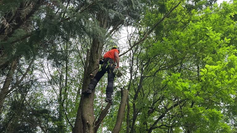 Best Hedge Trimming  in Hillside Lake, NY