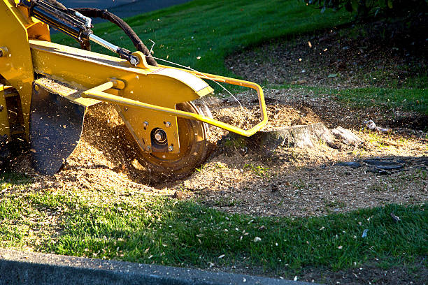  Hillside Lake, NY Tree Removal Pros