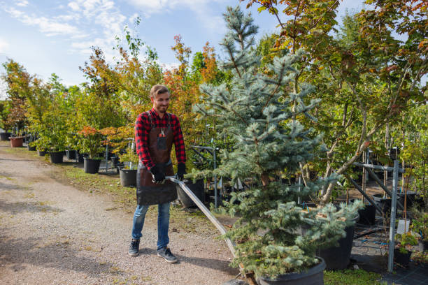 Best Tree Maintenance Programs  in Hillside Lake, NY