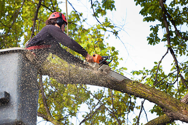 Tree and Shrub Care in Hillside Lake, NY