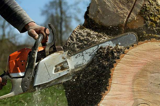 Best Soil Testing and Treatment  in Hillside Lake, NY